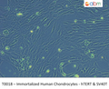 Immortalized Human Chondrocytes - hTERT & SV40T | Applied Biological Materials (abm)