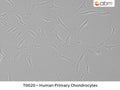 Human Primary Chondrocytes | Applied Biological Materials (abm)