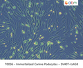 Immortalized Canine Podocytes – SV40T–tsA58 | Applied Biological Materials (abm)