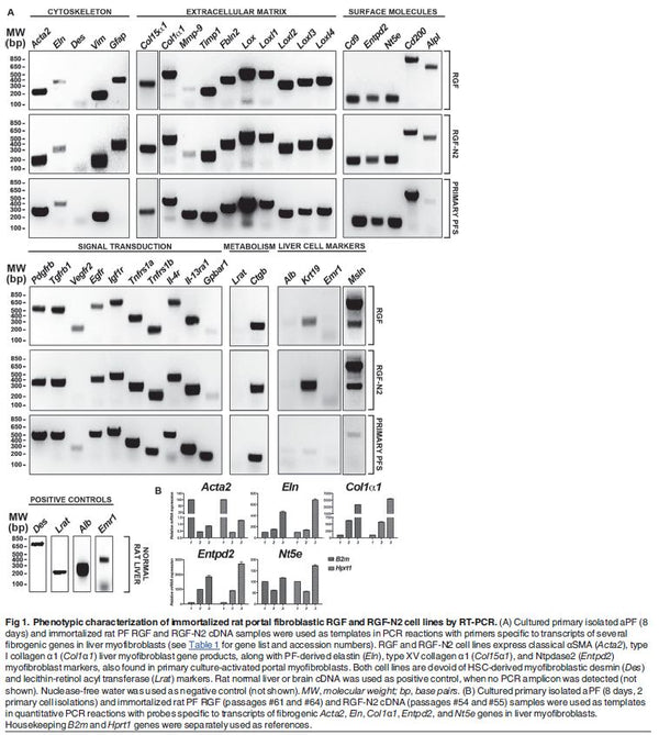 Immortalized Rat Portal Myofibroblasts (RGF-N2) | Applied Biological Materials (abm)