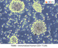 Immortalized Human T Cells | Applied Biological Materials (abm)