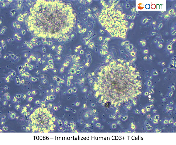 Immortalized Human T Cells | Applied Biological Materials (abm)