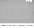 Immortalized Mouse Lung Endothelial Cells - PmT | Applied Biological Materials (abm)
