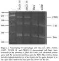 Immortalized Mouse CD81+/− Macrophage Cells (2BSD1.10) | Applied Biological Materials (abm)