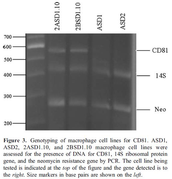 Immortalized Mouse CD81+/− Macrophage Cells (2BSD1.10) | Applied Biological Materials (abm)