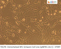 Immortalized NF1 Schwann Cell Line (ipNF95.11b C) - hTERT | Applied Biological Materials (abm)