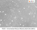 Immortalized Mouse Olfactory Bulb Cells (OBC1) | Applied Biological Materials (abm)
