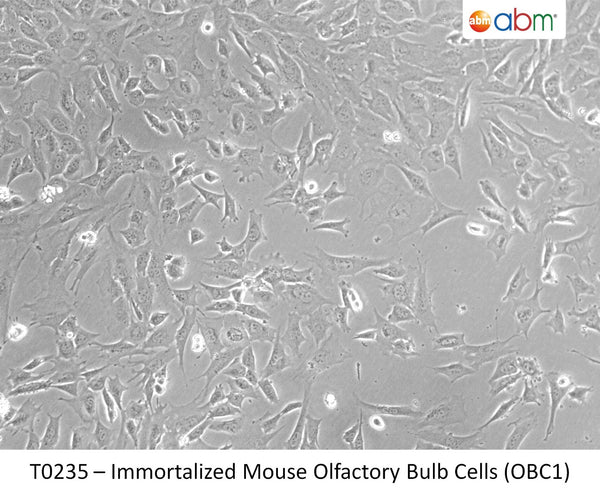 Immortalized Mouse Olfactory Bulb Cells (OBC1) | Applied Biological Materials (abm)