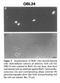 Immortalized Mouse Olfactory Bulb Cells (OBL24) | Applied Biological Materials (abm)