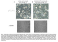 Immortalized Rat Arachnoid Cells - SV40/hTERT | Applied Biological Materials (abm)