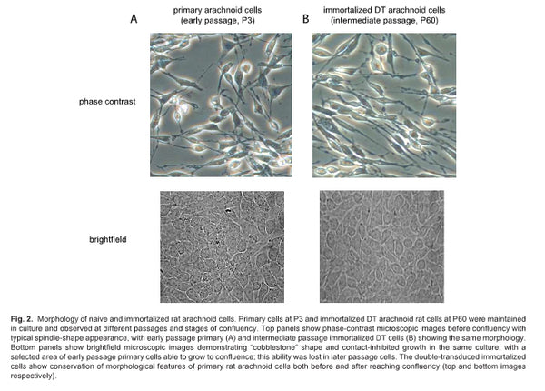 Immortalized Rat Arachnoid Cells - SV40/hTERT | Applied Biological Materials (abm)