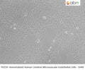 Immortalized Human Cerebral Microvascular Endothelial Cells - SV40 | Applied Biological Materials (abm)