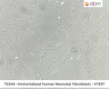 Immortalized Human Neonatal Fibroblasts - hTERT | Applied Biological Materials (abm)