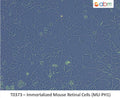 Immortalized Mouse Retinal Cells (MU-PH1) | Applied Biological Materials (abm)