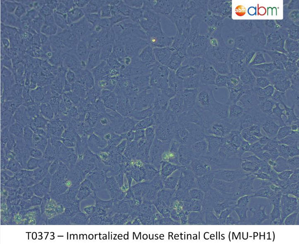 Immortalized Mouse Retinal Cells (MU-PH1) | Applied Biological Materials (abm)