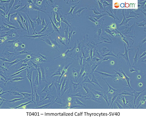 Immortalized Calf Thyrocytes - SV40 | Applied Biological Materials (abm)