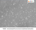 Immortalized Porcine Aortic Endothelial Cells (AOC42) | Applied Biological Materials (abm)