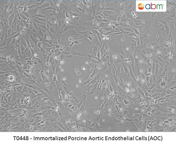 Immortalized Porcine Aortic Endothelial Cells (AOC42) | Applied Biological Materials (abm)