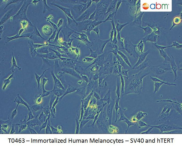 Immortalized Human Melanocytes - SV40 and hTERT | Applied Biological Materials (abm)