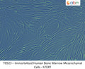 Immortalized Human Bone Marrow Mesenchymal Cells - hTERT | Applied Biological Materials (abm)