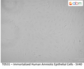 Immortalized Human Amniotic Epithelial Cells - SV40 | Applied Biological Materials (abm)