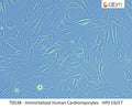 Immortalized Human Cardiomyocytes - HPV E6/E7 | Applied Biological Materials (abm)