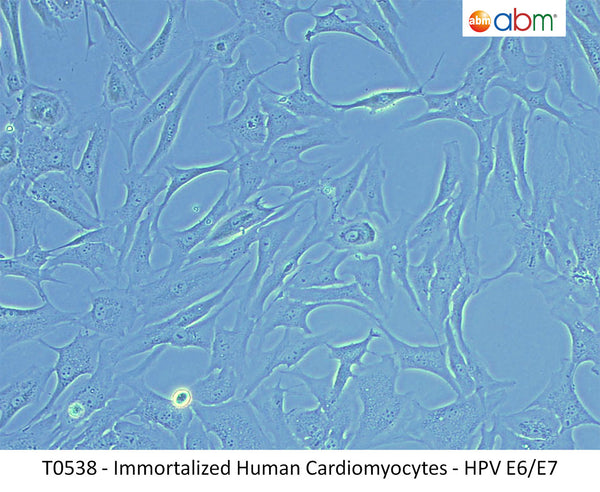 Immortalized Human Cardiomyocytes - HPV E6/E7 | Applied Biological Materials (abm)