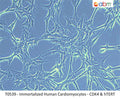 Immortalized Human Cardiomyocytes - CDK4, hTERT, & BMI | Applied Biological Materials (abm)