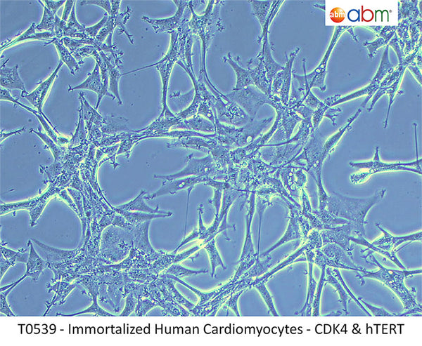 Immortalized Human Cardiomyocytes - CDK4, hTERT, & BMI | Applied Biological Materials (abm)