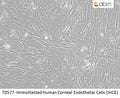 Immortalized Human Corneal Endothelial Cells (IHCE) | Applied Biological Materials (abm)