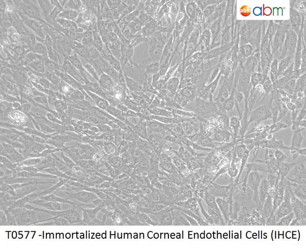 Immortalized Human Corneal Endothelial Cells (IHCE) | Applied Biological Materials (abm)