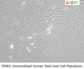 Immortalized Human Total Liver Cell Population | Applied Biological Materials (abm)