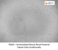 Immortalized Mouse Renal Proximal Tubule Cells - Conditionally | Applied Biological Materials (abm)