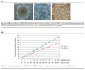 Immortalized Human Gastric Cells (KMU-CS12) | Applied Biological Materials (abm)