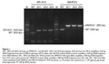 Immortalized MS-/- Mouse Alveolar Macrophage Cells (ZK6) | Applied Biological Materials (abm)
