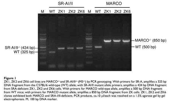 Immortalized MS-/- Mouse Alveolar Macrophage Cells (ZK6) | Applied Biological Materials (abm)