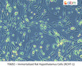 Immortalized Rat Hypothalamus Cells (RCHT-1) | Applied Biological Materials (abm)