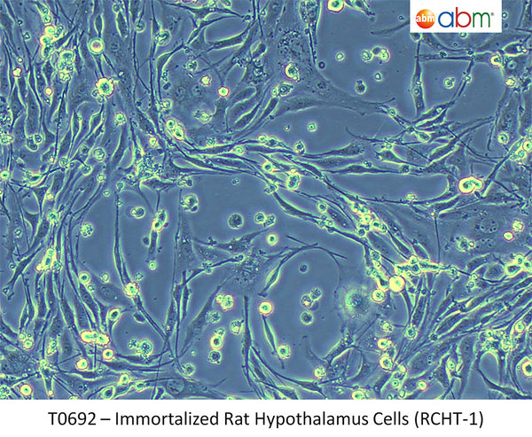 Immortalized Rat Hypothalamus Cells (RCHT-1) | Applied Biological Materials (abm)