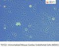 Immortalized Mouse Cardiac Endothelial Cells (MCEC) | Applied Biological Materials (abm)