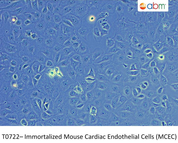 Immortalized Mouse Cardiac Endothelial Cells (MCEC) | Applied Biological Materials (abm)