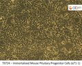 Immortalized Mouse Pituitary Progenitor Cells (αT1-1) | Applied Biological Materials (abm)