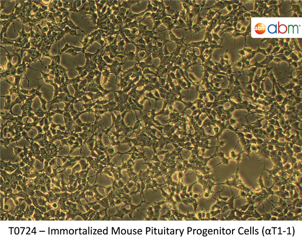 Immortalized Mouse Pituitary Progenitor Cells (αT1-1) | Applied Biological Materials (abm)