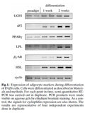 Immortalized Human Brown Pre-adipocytes (PAZ6) | Applied Biological Materials (abm)