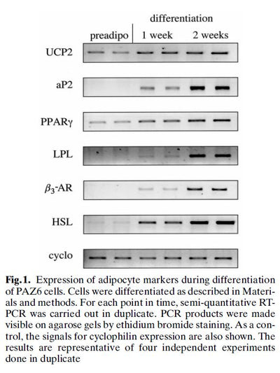 Immortalized Human Brown Pre-adipocytes (PAZ6) | Applied Biological Materials (abm)