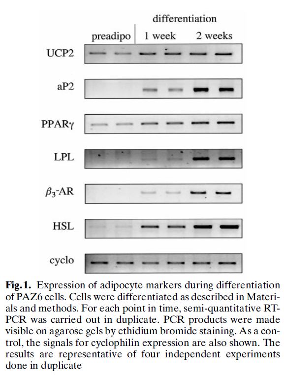 Immortalized Human Brown Pre-adipocytes (PAZ6) | Applied Biological Materials (abm)