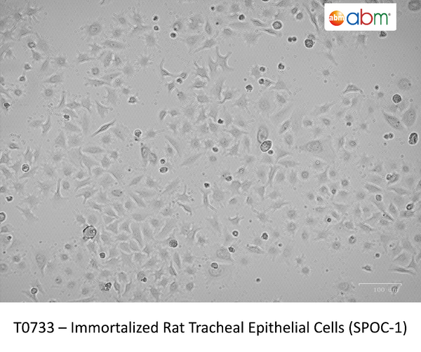 Immortalized Rat Tracheal Epithelial Cells (SPOC-1) | Applied Biological Materials (abm)