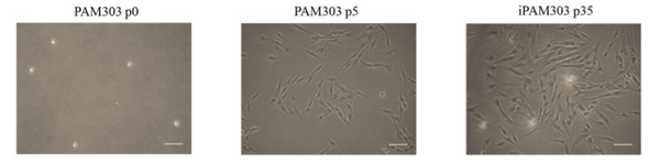 Immortalized Porcine Alveolar Macrophage Cells (iPAM303) | Applied Biological Materials (abm)