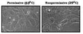 Immortalized Rat Ovarian Granulosa Cells (RGA-1) | Applied Biological Materials (abm)