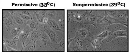 Immortalized Rat Ovarian Granulosa Cells (RGA-1) | Applied Biological Materials (abm)