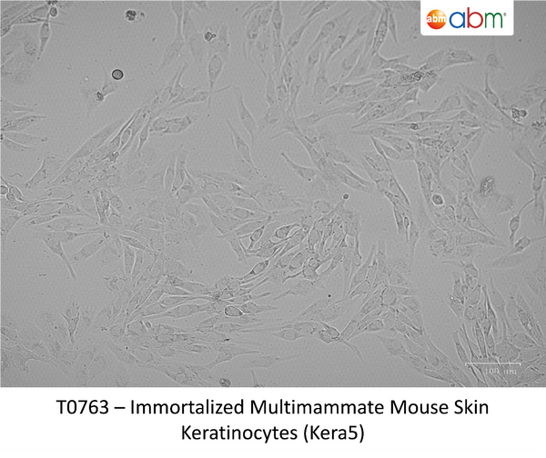 Immortalized Multimammate Mouse Skin Keratinocytes (Kera5) – Figure 1 of 1